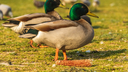Two male ducks in the grass