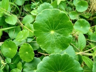 Water Pennywort or Hydrocotyle verticillata plant with leaves round shape and dark green in the garden