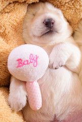 little cute dog puppy