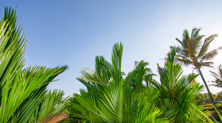 Arecaceae palm plant a clear sky background