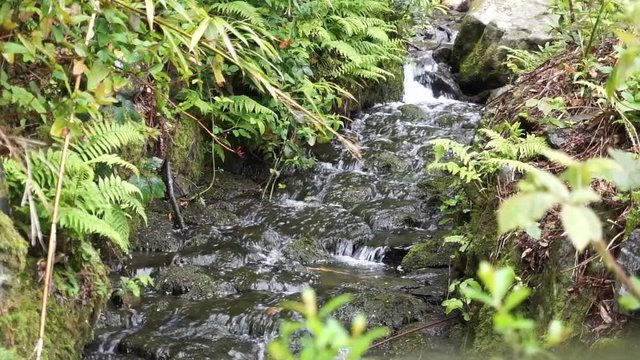 Beauty of the creek in forest,small water fall flowing through the rocks, in the tollymore park, ireland