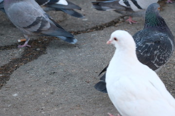 pigeons on the street