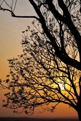 silhouette of a tree in summer sunset