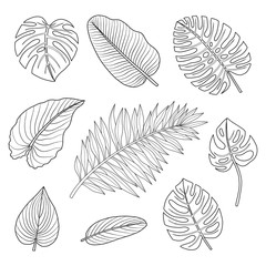 Set of tropical leaves.