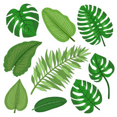 Set of tropical leaves.