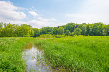 Fototapeta premium River in a field below a blue cloudy sky in sunlight in spring