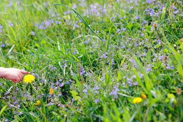 flowers in the field and child hand