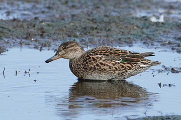 Eurasian teal (Anas crecca)