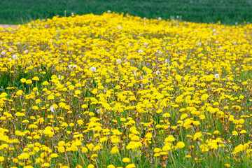Dandelions in the field