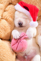 christmas cute little dog puppy