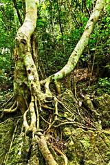 tree roots green forest