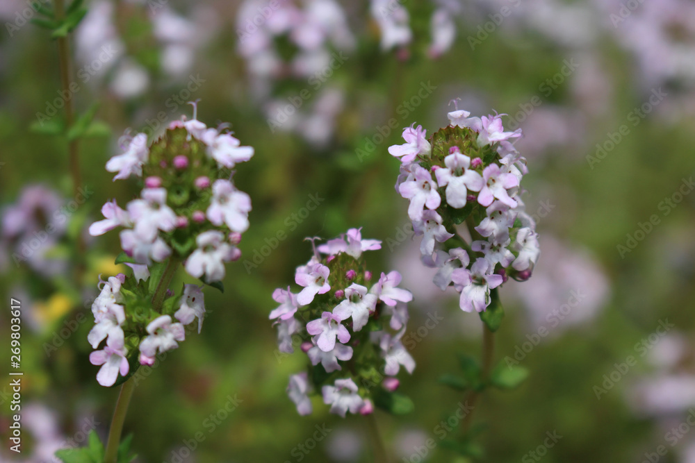 Wall mural Thymus vulgaris common thyme, German thyme, garden thyme. Thymus vulgaris is a species of flowering plant .Thyme is any of several species of culinary and medicinal herbs,variety with pale pink flower