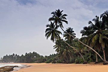 Ocean coast wild tropical beach. Green Palm branches or coconut