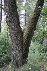 Fototapeta premium Two old huge birch trees in a deciduous forest. The edges of the tree are covered with moss and lichen. Spring. May. Warm day