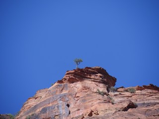 A small lone tree stands on edge of a red rocky cliff at at Zion National Park, Utah.