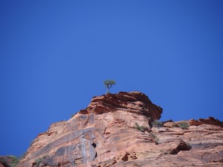 A small ltree grows on edge of a red rocky cliff at at Zion National Park, Utah.