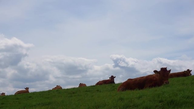 Resting cows in a beautiful field