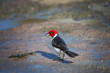 Bird red-headed woodpecker collects food from the ground