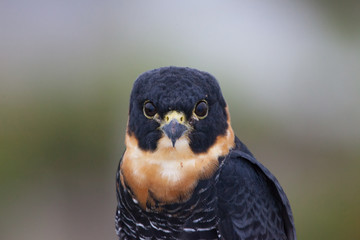 Portrait of bird Falco rufigularis close-up Ornitology Fauna and bird of the Caribbean