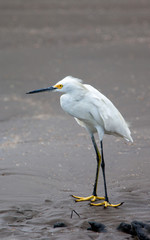The  snowy egret is carefully looking for its prey. Fauna and birds of South America.