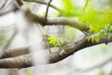 Young walnuts on the tree at sunset. Green leaves blurred background.