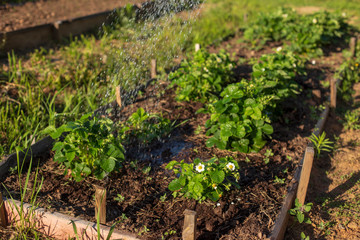 Watering the plants from a watering can. Watering agriculture and gardening concept. Watering strawberries.