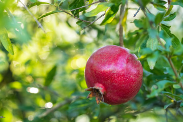 Ripe pomegranate fruit on a tree branch