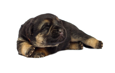blind newborn puppy Shepherd on a white background