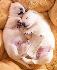 two cute dogs puppies sleeping