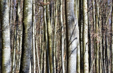 beech stems in the forest