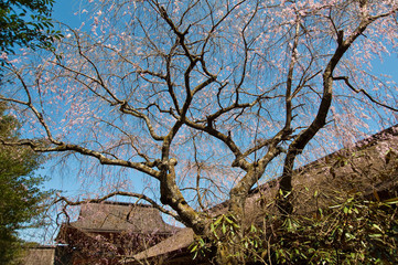 青空と雄大なピンクの桜