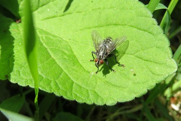 Fly on green leaf in the garden, closeup