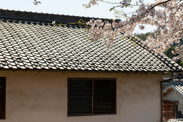 古い瓦の建物と桜の花