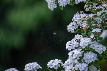 white flowers in garden