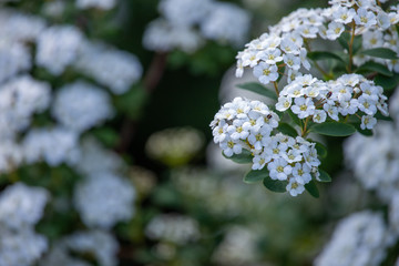 white flowers in garden