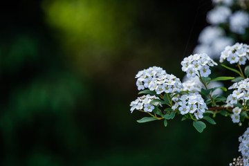 white flowers in garden