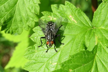Big fly on green leaf in the garden, closeup