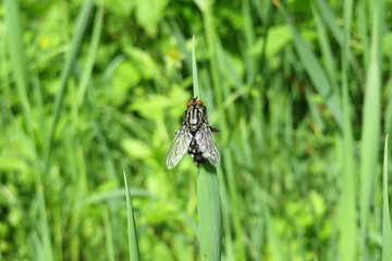 Fly on grass background in the garden