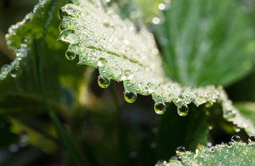 Dew and strawberry plant