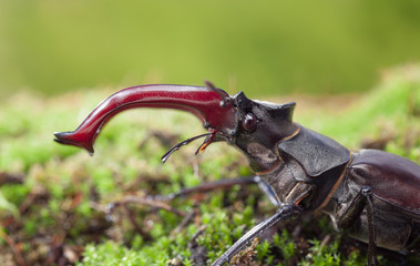 Stage Beetle head lateral view