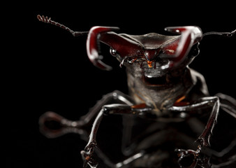 Stage beetle attitude of combat