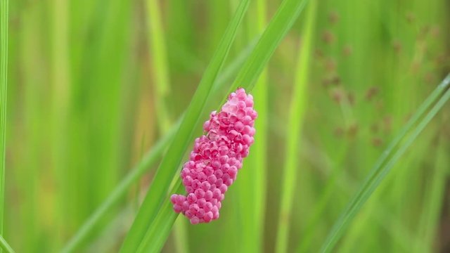 Little life in the rice field. Group of pink eggs of Golden Applesnail or Cherry Shell at the rice tree on the water