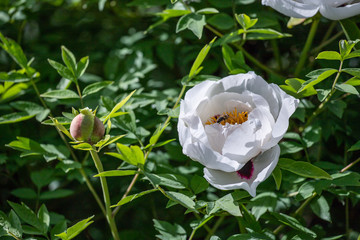 white pions