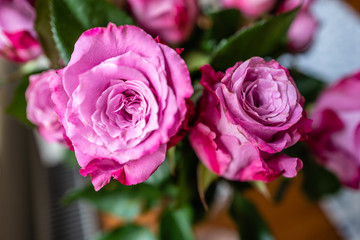 bouquet of pink roses