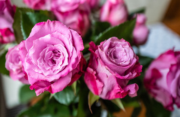 bouquet of pink roses