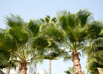 Tropical beach landscape with palm trees at sunset. Paradise design banner background. Vintage effect. Alley with palm trees. Palm leaves.