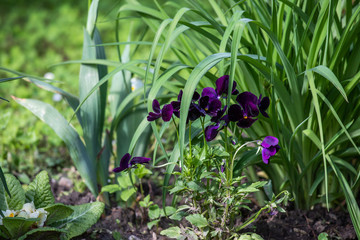 pansies