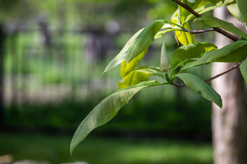 green leaves 