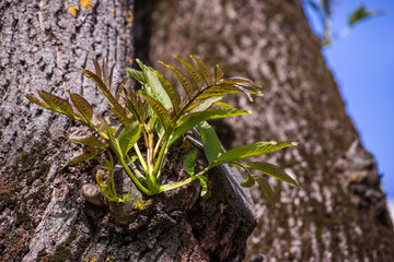 sprout on a tree
