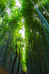 Obraz premium [和風イメージ] 京都の竹林